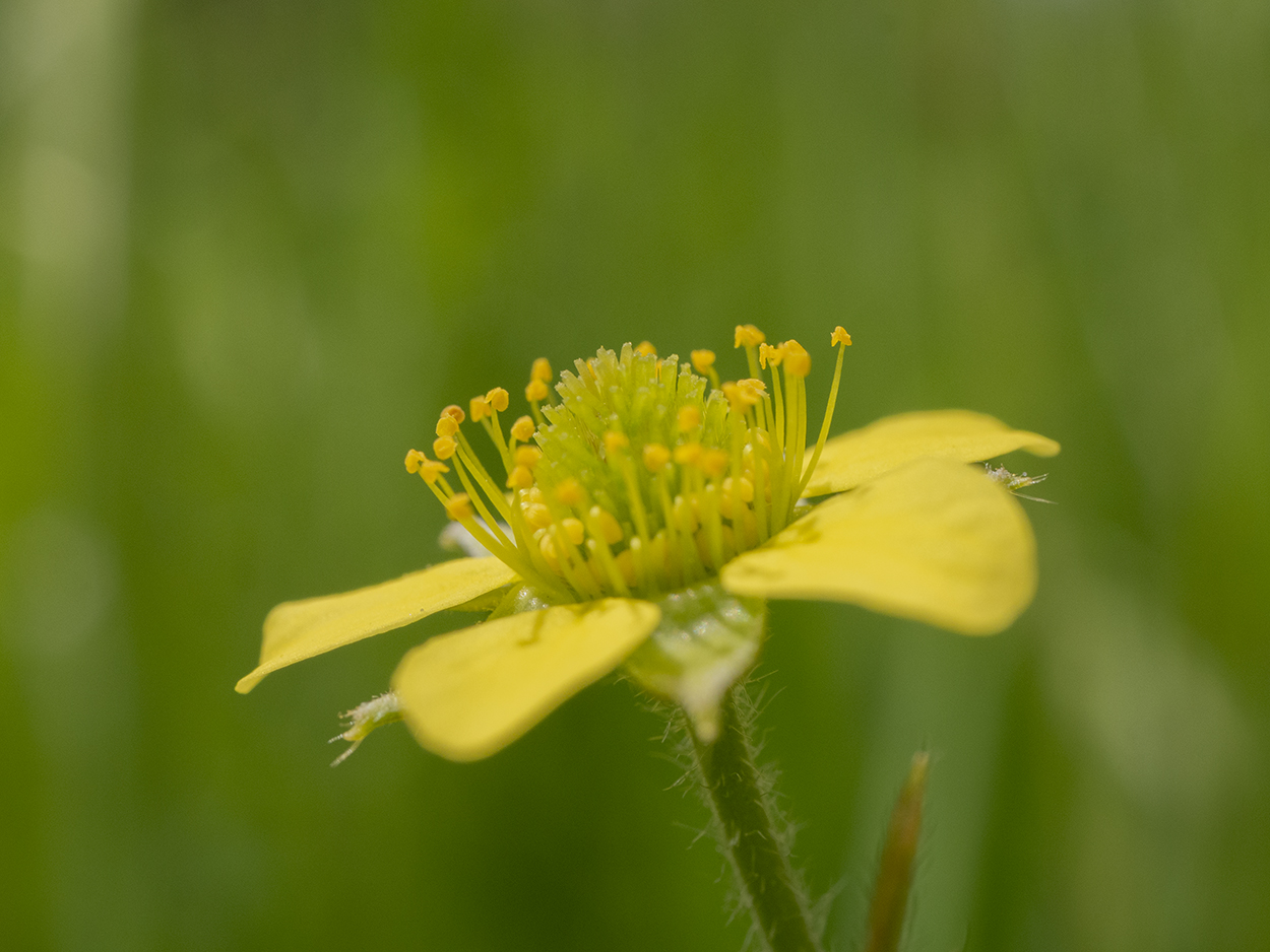 IMAGES\Geel nagelkruid (geum urbanum)\P1280307_sm.jpg